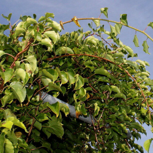 Актинидия 