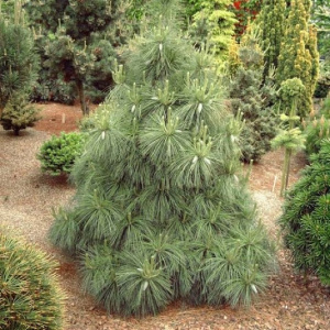 Сосна Шверина Wiethorst