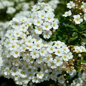 Спирея вангута