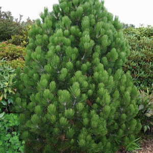 Сосна белокорая Little Dracula