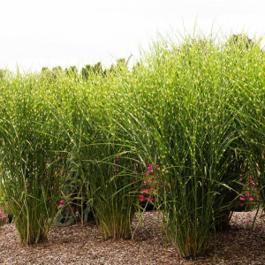 Мискантус китайский Strictus