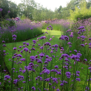 Вербена бонарская 