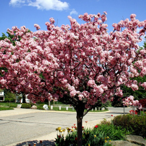 Яблоня Brandy Magic