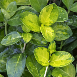 Барвинок малый Sebastian