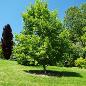 Гинкго билоба 