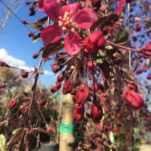 Яблоня Royal Beauty