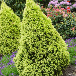 Ель канадская  `Sun on the Sky` 