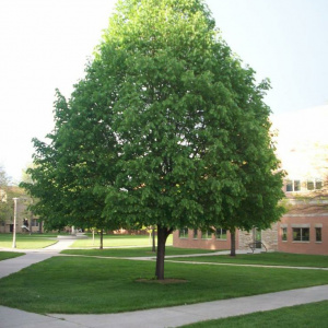 Липа мелколистная Greenspire