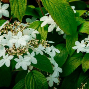 Калина складчатая Kilimandjaro