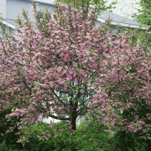 Черемуха обыкновенная Colorata