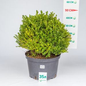 Самшит мелколистный Faulkner шар