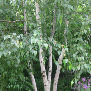 Береза Жакмона Doorenbos