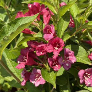 Вейгелa Bristol Ruby
