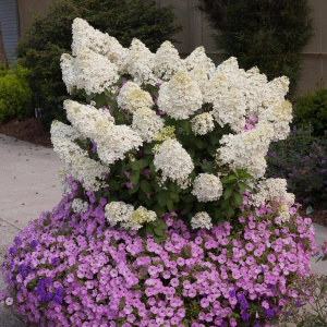 Гортензия метельчатая Bobo