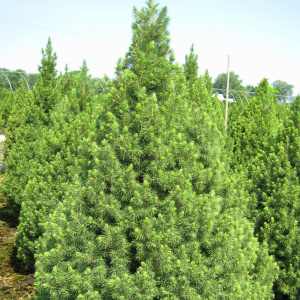 Ель канадская Conica