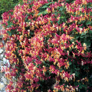 Жимолость вьющаяся Serotina