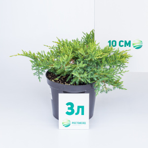 Можжевельник средний Gold Star