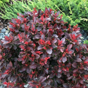 Барбарис тунберга Atropurpurea Nana			