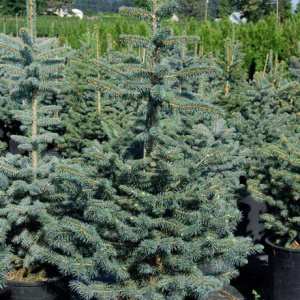 Ель колючая ф.голубая `Glauca`