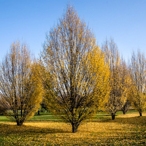 Граб ф.колонновидная Fastigiata