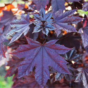 Клен остролистный Royal Red