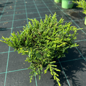 Можжевельник обыкновенный Goldschatz