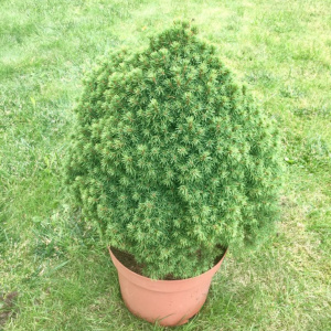 Ель канадская Аlberta Globe