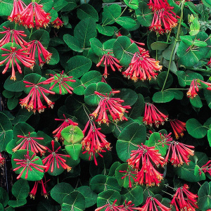 Жимолость вечнозеленая Blanche Sandman