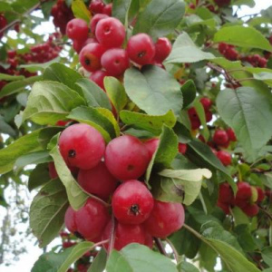 Яблоня Brandy Magic