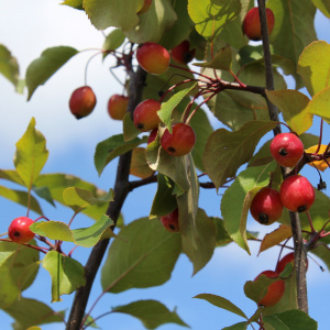 Яблоня Rudolph