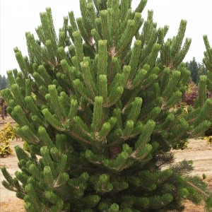 Сосна черная Oregon Green