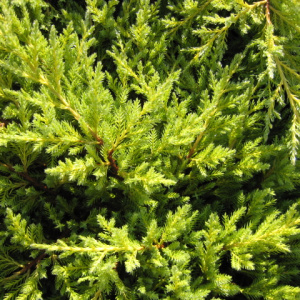 Можжевельник средний Gold Star