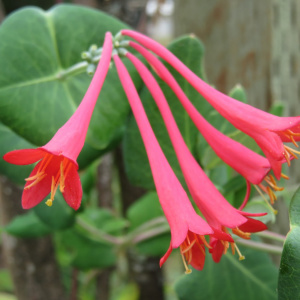 Жимолость вечнозеленая Blanche Sandman