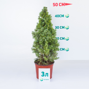 Ель канадская Sander's Blue