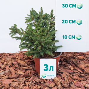 Ель обыкновенная Nidiformis