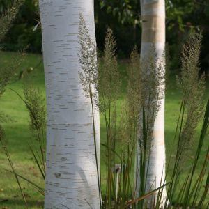Береза Жакмона Doorenbos