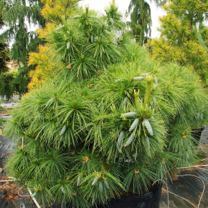 Сосна Шверина Wiethorst