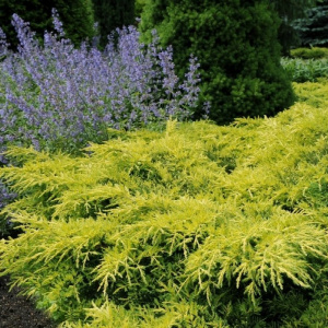 Можжевельник средний Gold Star