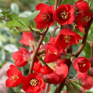 Айва гибридная Texas Scarlet