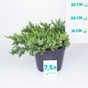 Можжевельник прибрежный Schlager