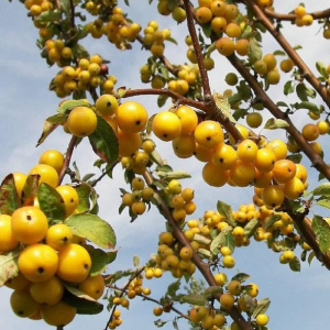 Яблоня Golden Hornet