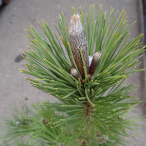 Сосна тунберга Sayonara