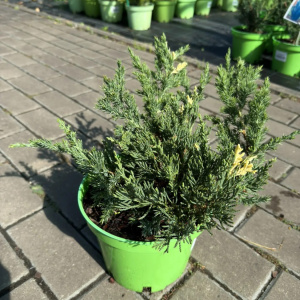 Можжевельник китайский Expansa Variegata