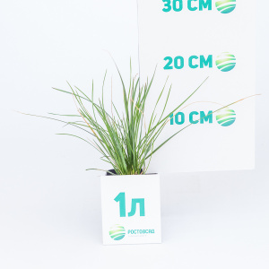 Луговик дернистый Goldtau