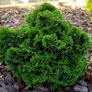 Кипарисовик тупой `Nana Gracilis`