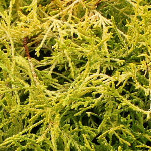 Можжевельник средний Gold Star