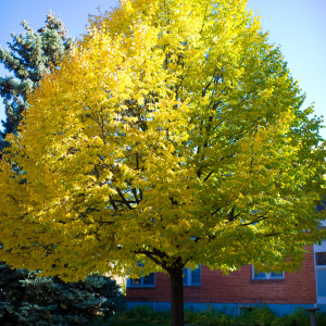 Липа мелколистная Greenspire