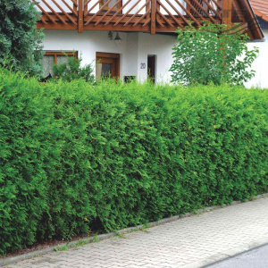 Туя западная Brabant