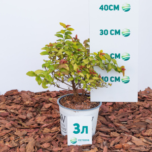 Спирея японская Double Play Big Bang