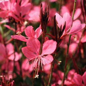 Гаура Belleza Deep Pink